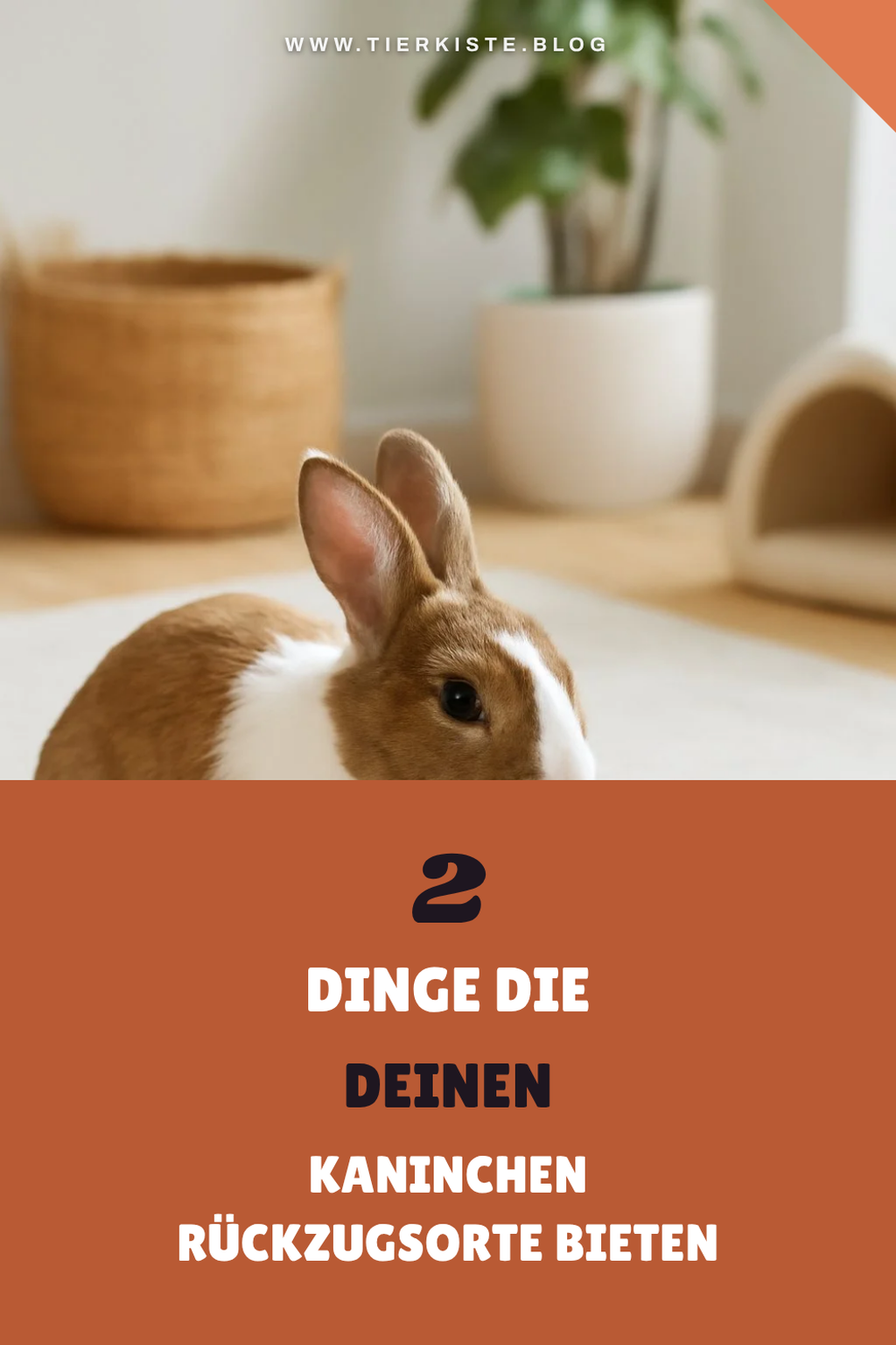Wohlfühlorte für dein Kaninchen