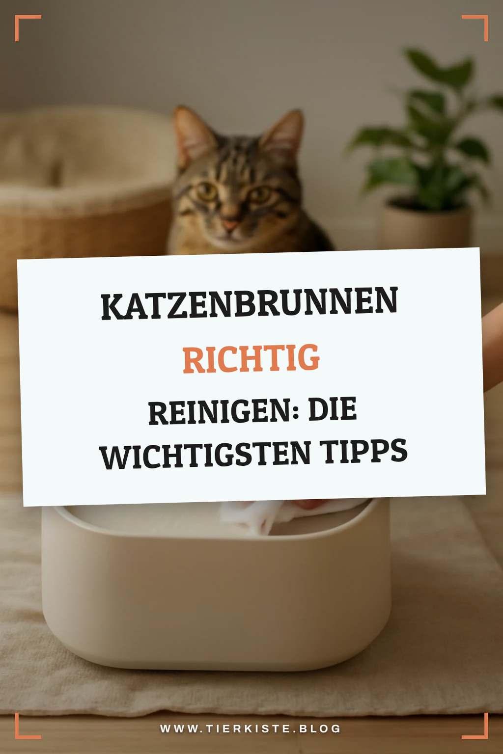 Katzenbrunnen richtig reinigen: Die wichtigsten Tipps