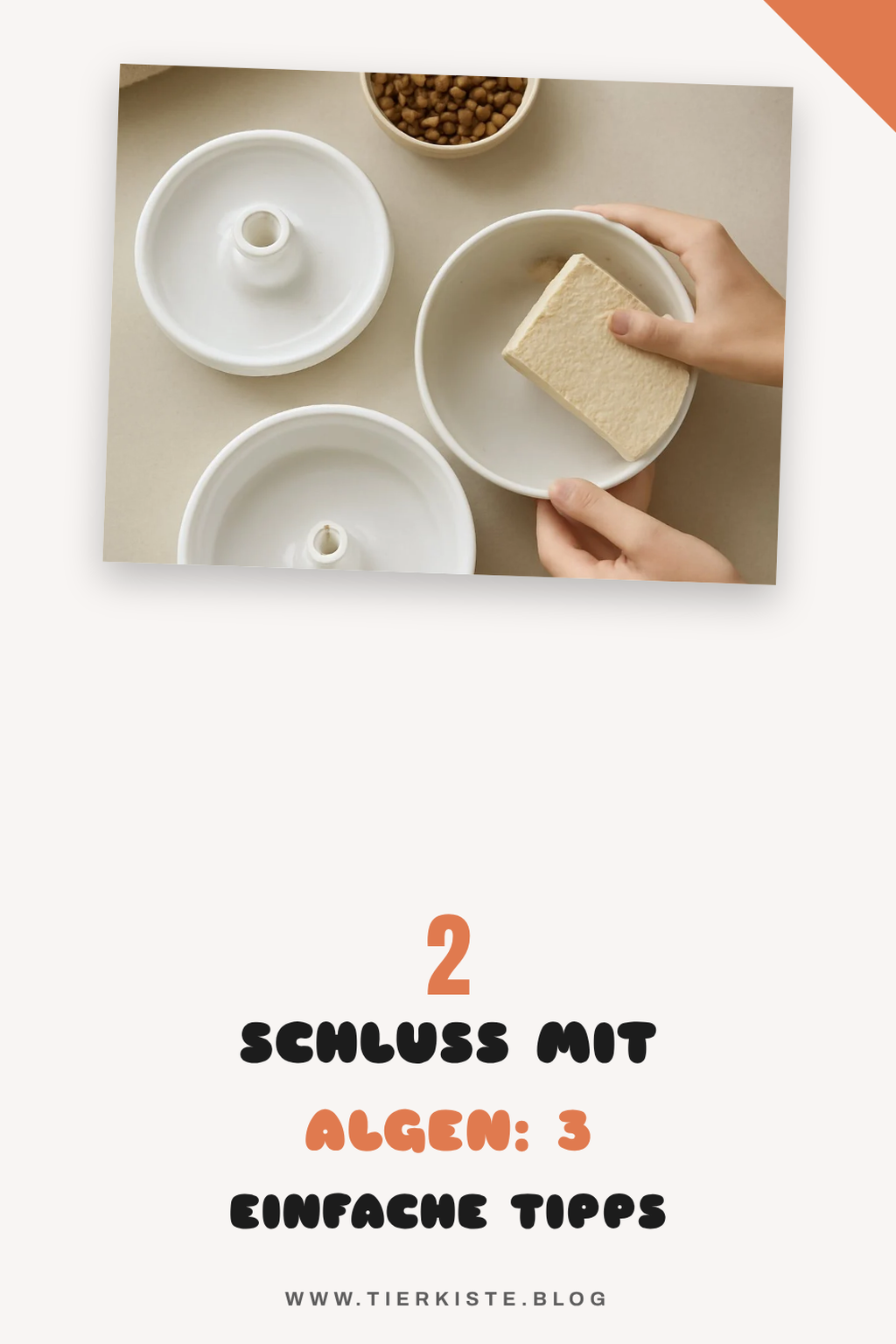 So verhinderst du Algenbildung im Katzenbrunnen