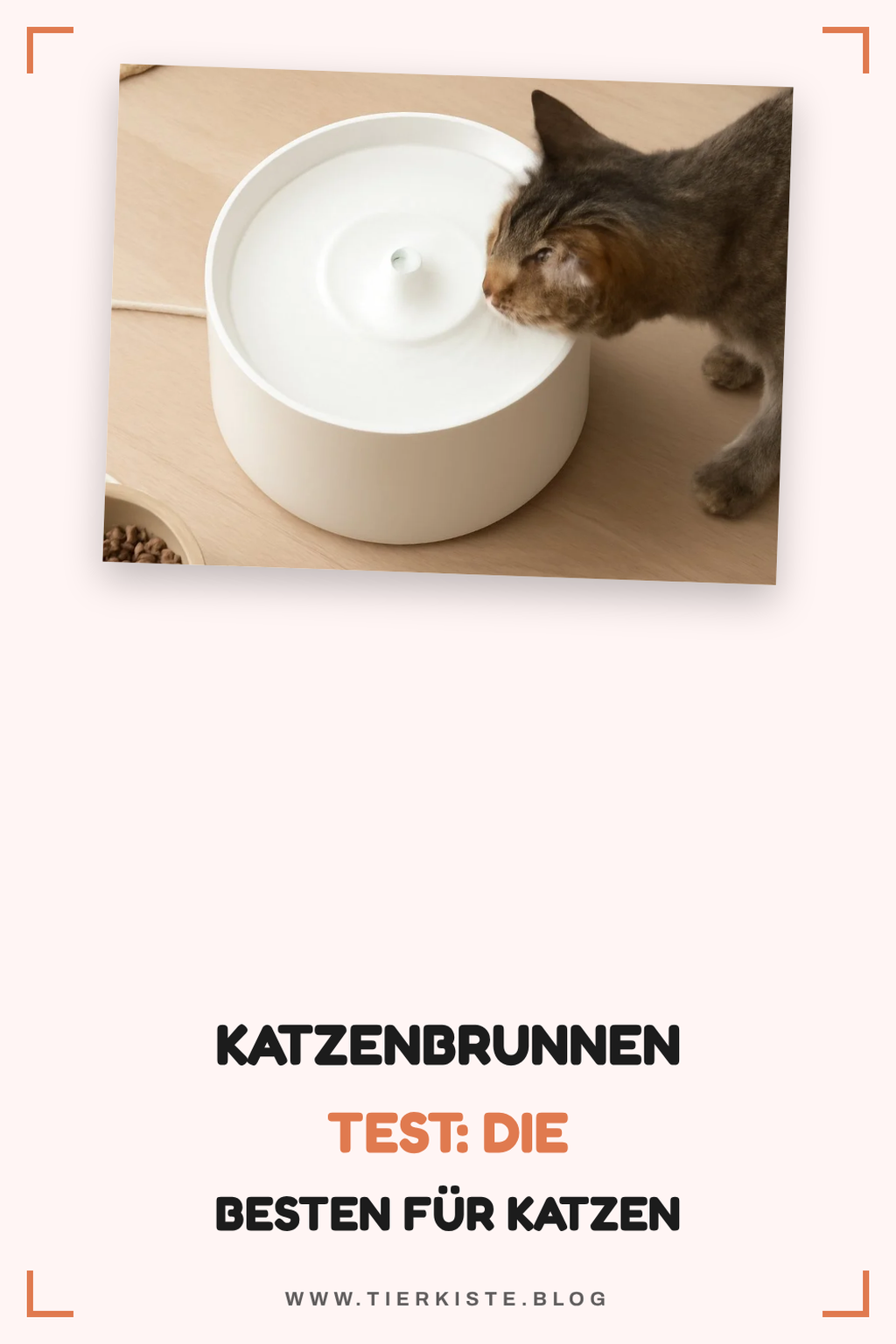 Katzenbrunnen Test: Die besten für Katzen im Vergleich