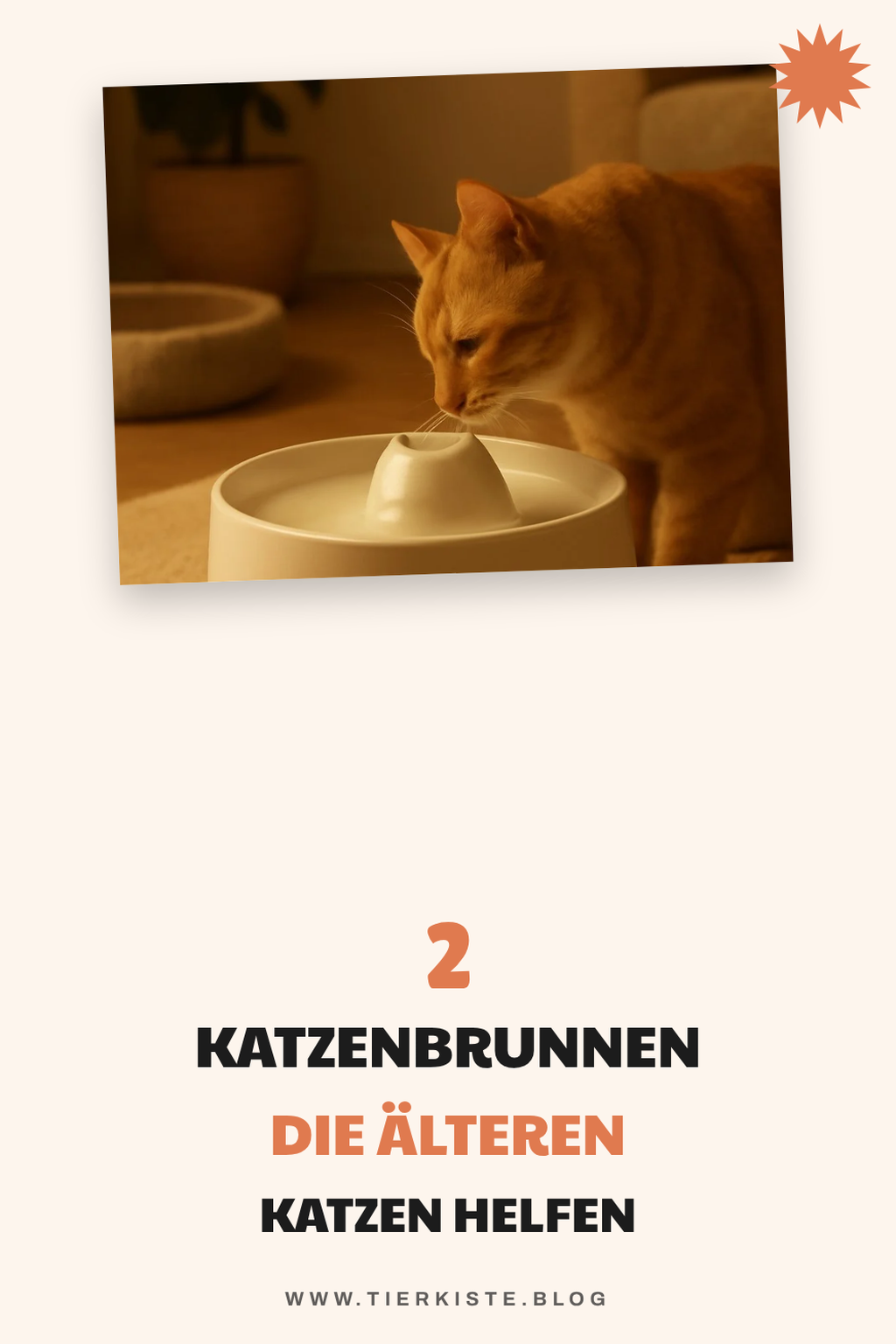 Warum Katzenbrunnen auch für ältere Katzen ideal sind