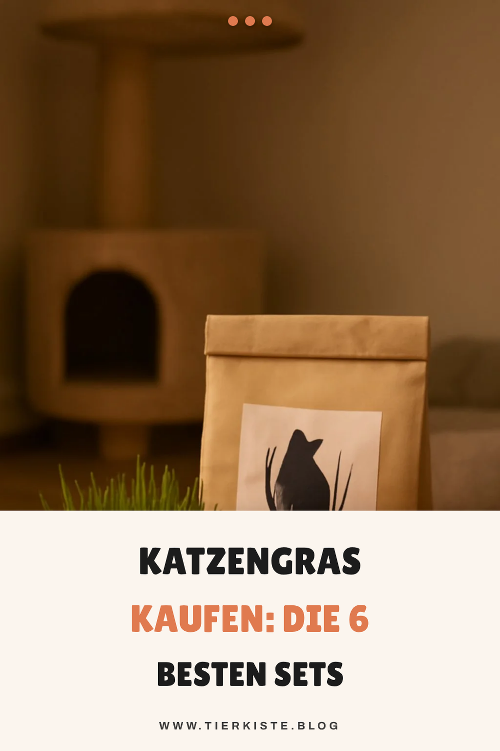 Katzengras kaufen: Die 6 besten Sets im Vergleich