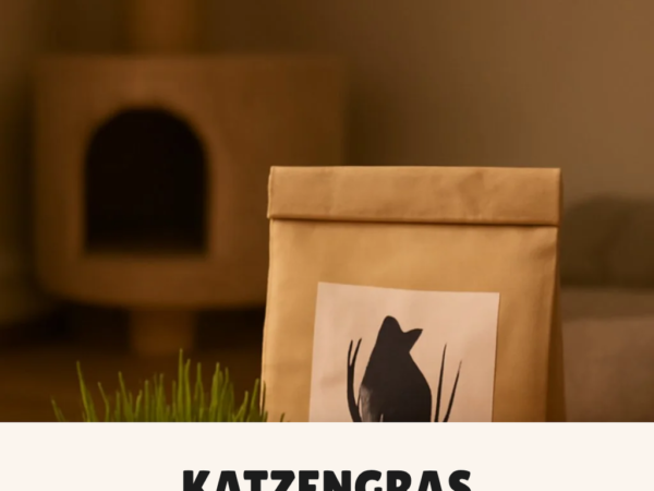Katzengras kaufen: Die 6 besten Sets im Vergleich
