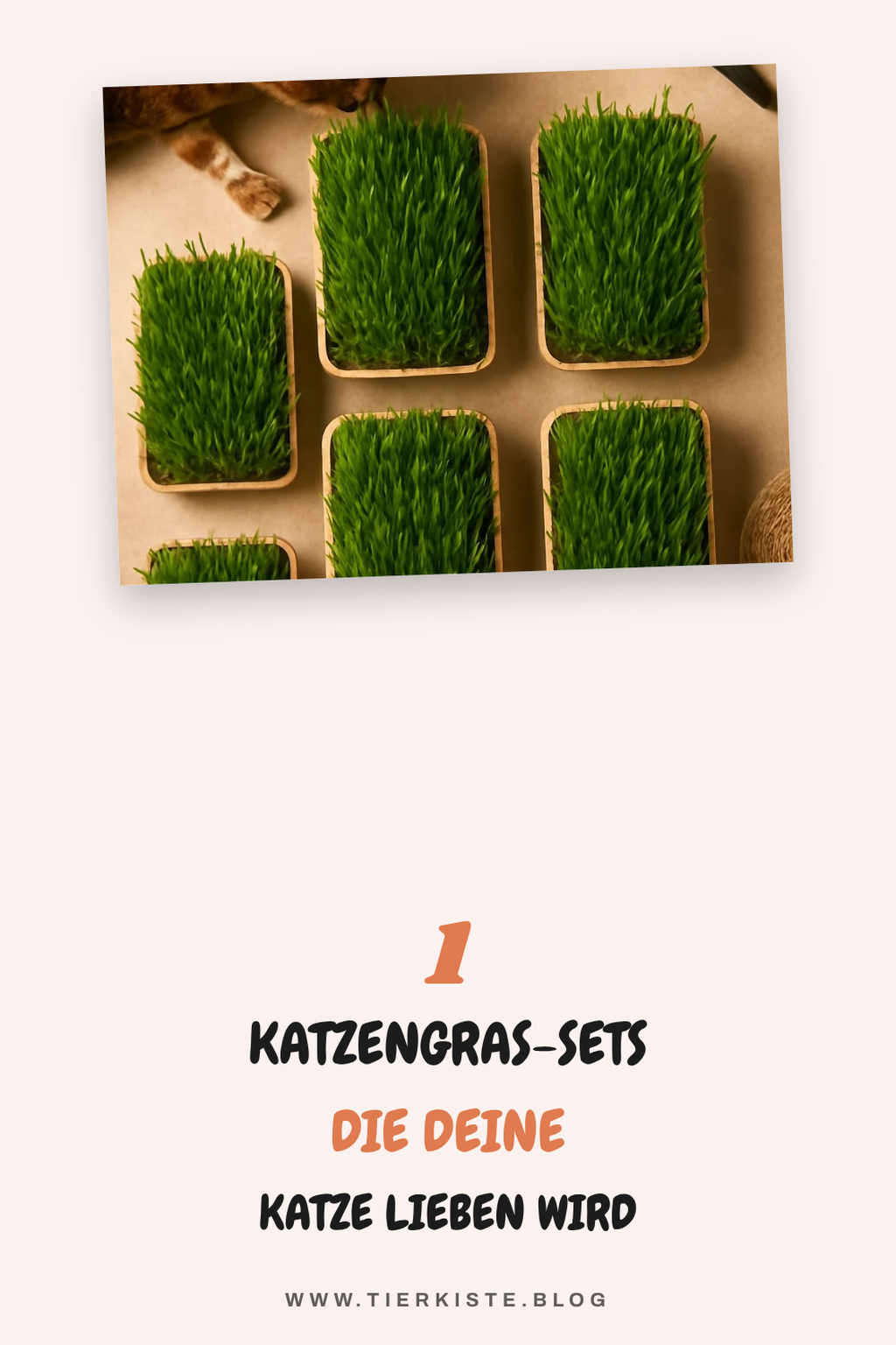 Diese 6 Katzengras-Sets bringen deiner Katze Freude