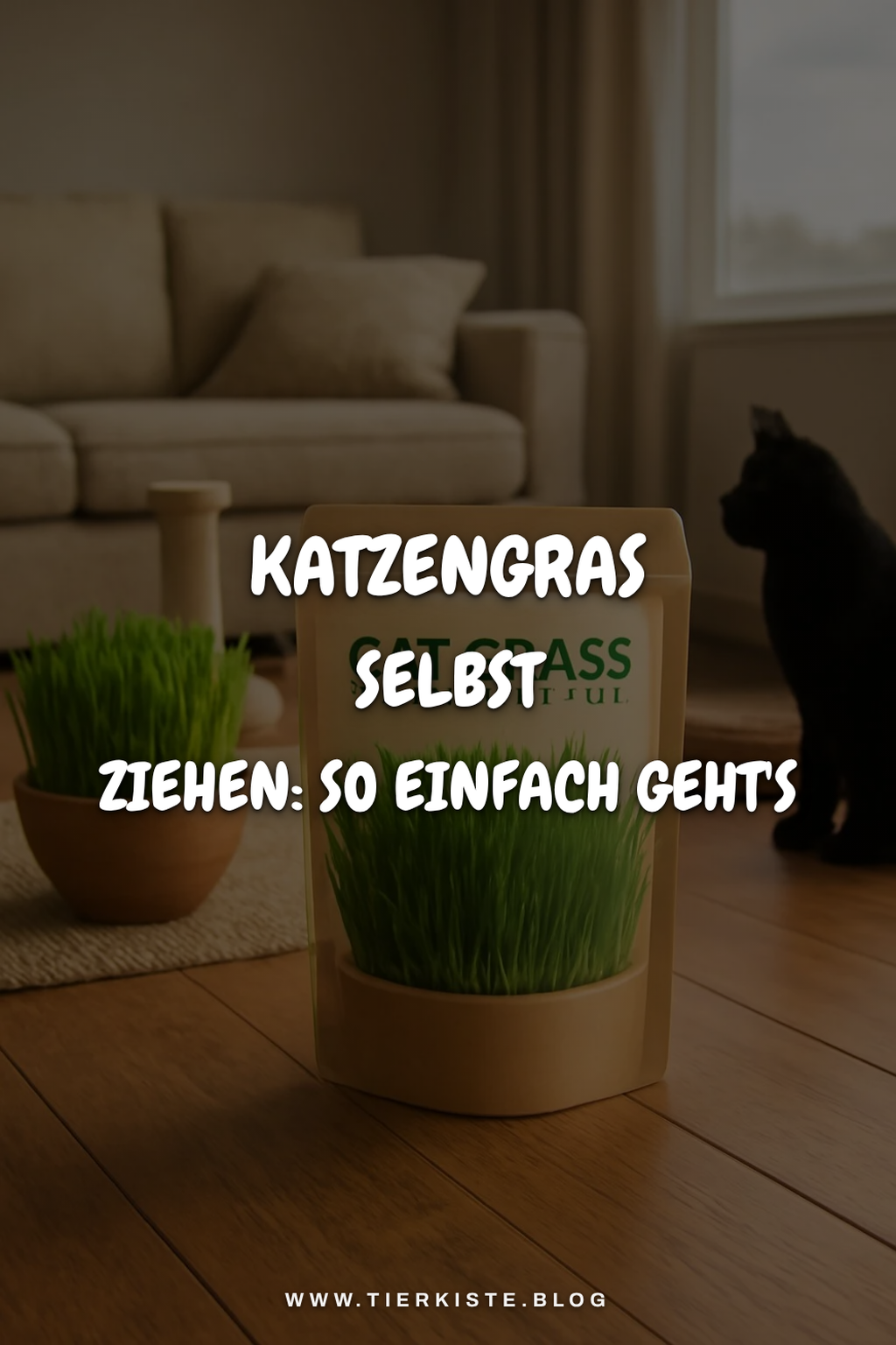 Katzengras selbst ziehen: So einfach geht's