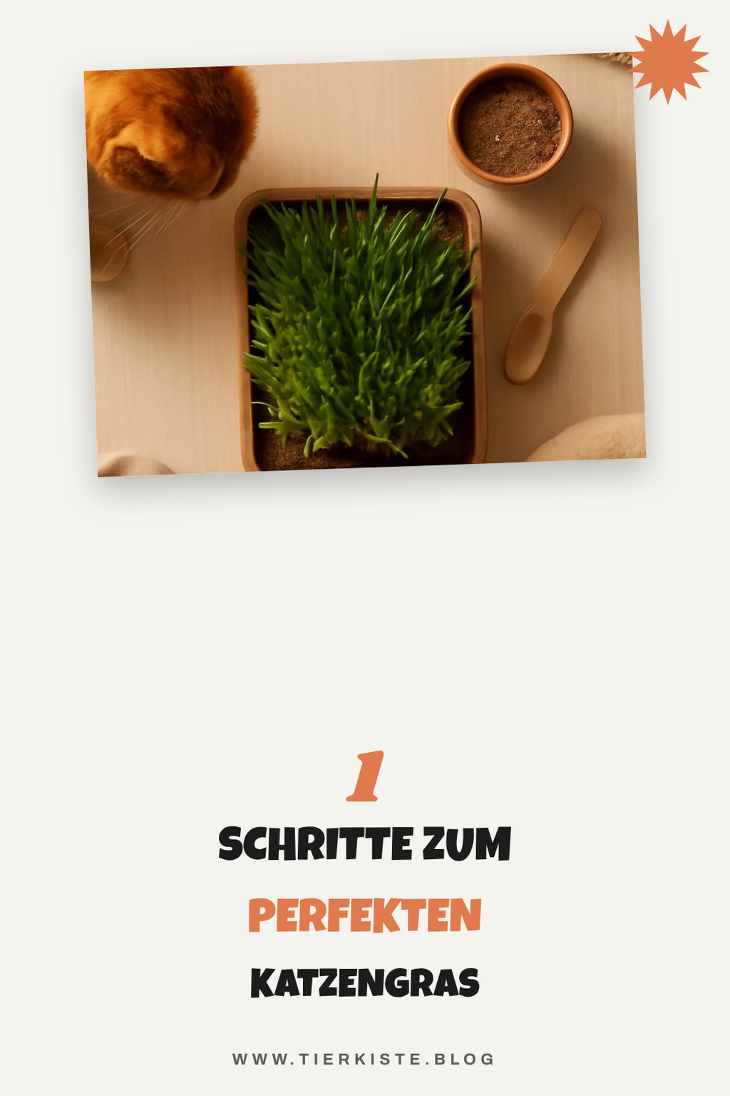 So ziehst du Katzengras in 5 einfachen Schritten