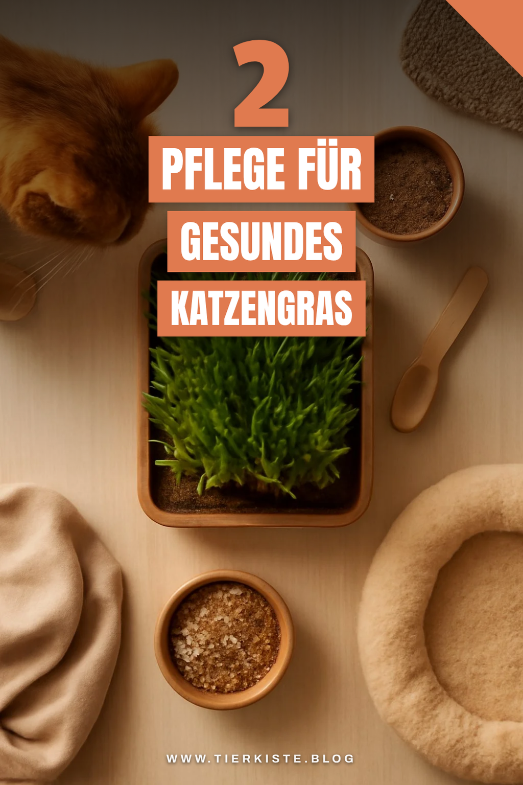 So pflegst du dein Katzengras richtig
