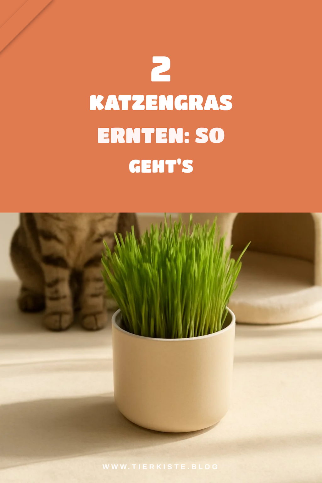 Katzengras ernten und verwenden