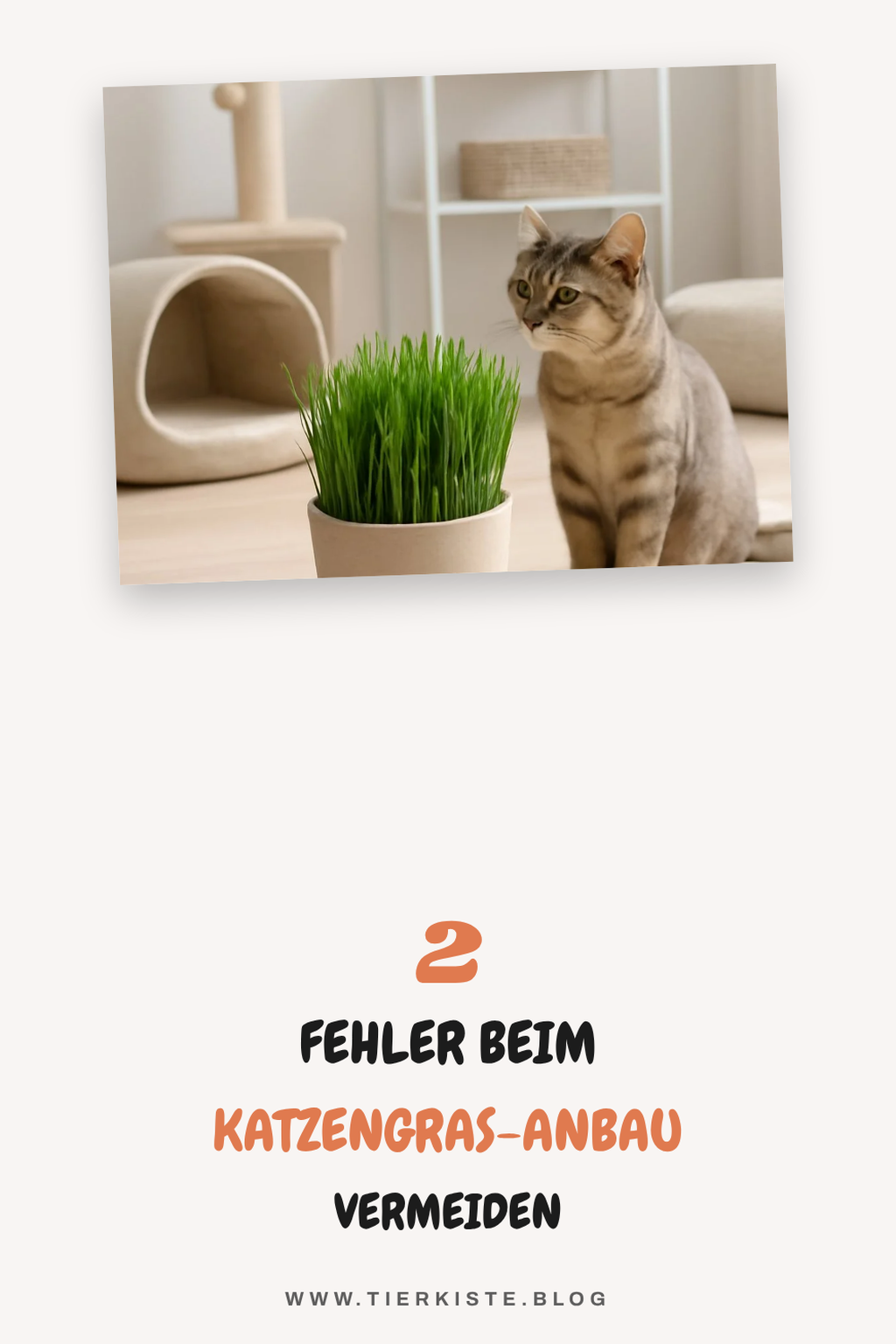 Häufige Fehler beim Katzengras-Anbau vermeiden
