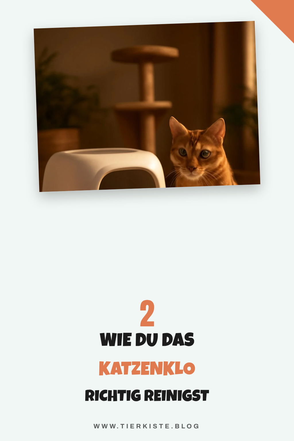 So reinigst du das Katzenklo richtig