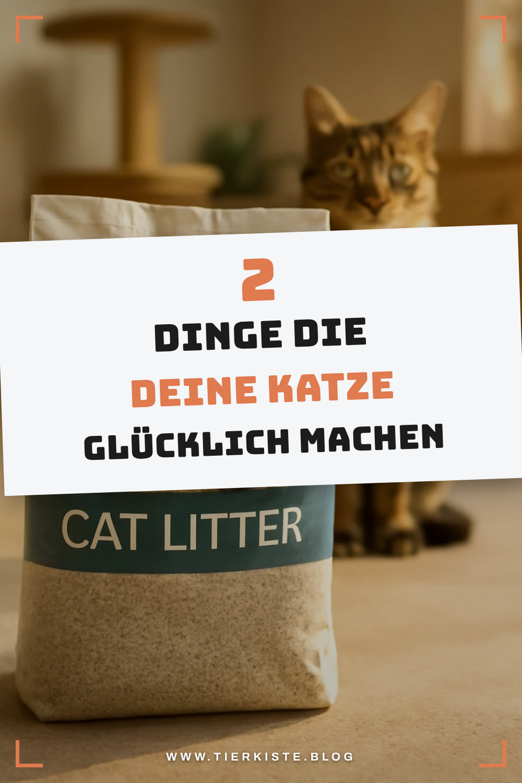 So findest du die perfekte Katzenstreu für deine Katze