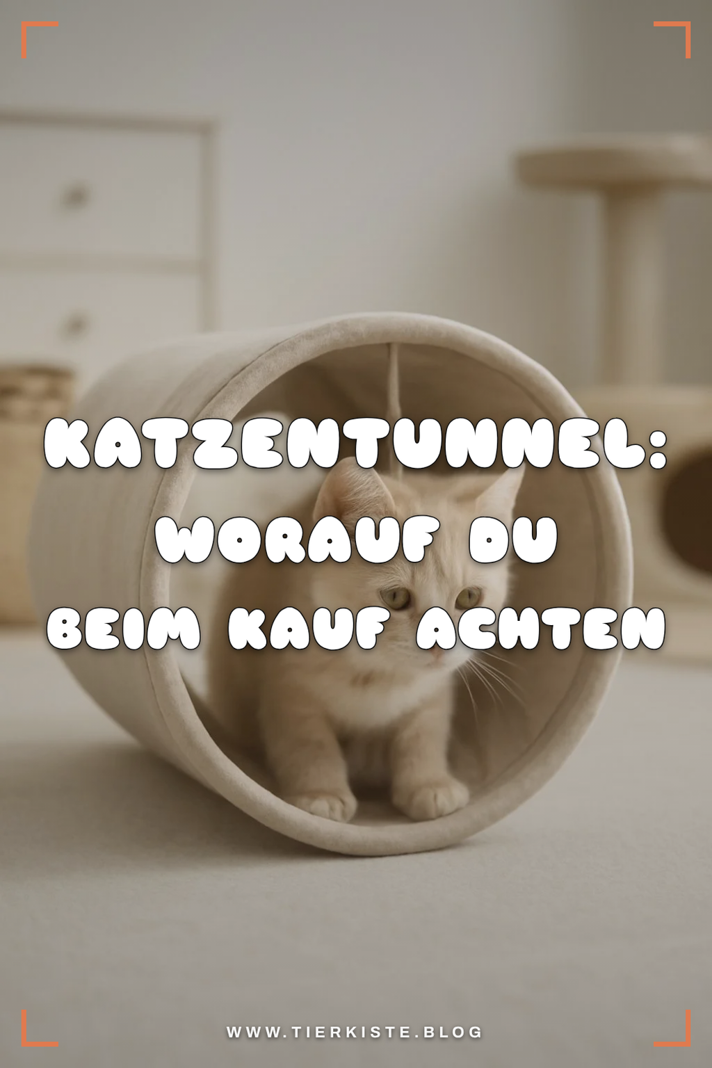 Katzentunnel: Worauf du beim Kauf achten musst