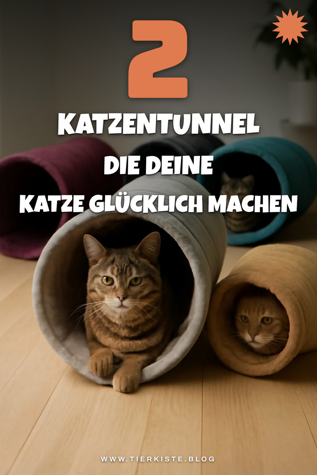 Diese 5 Katzentunnel machen jede Katze glücklich