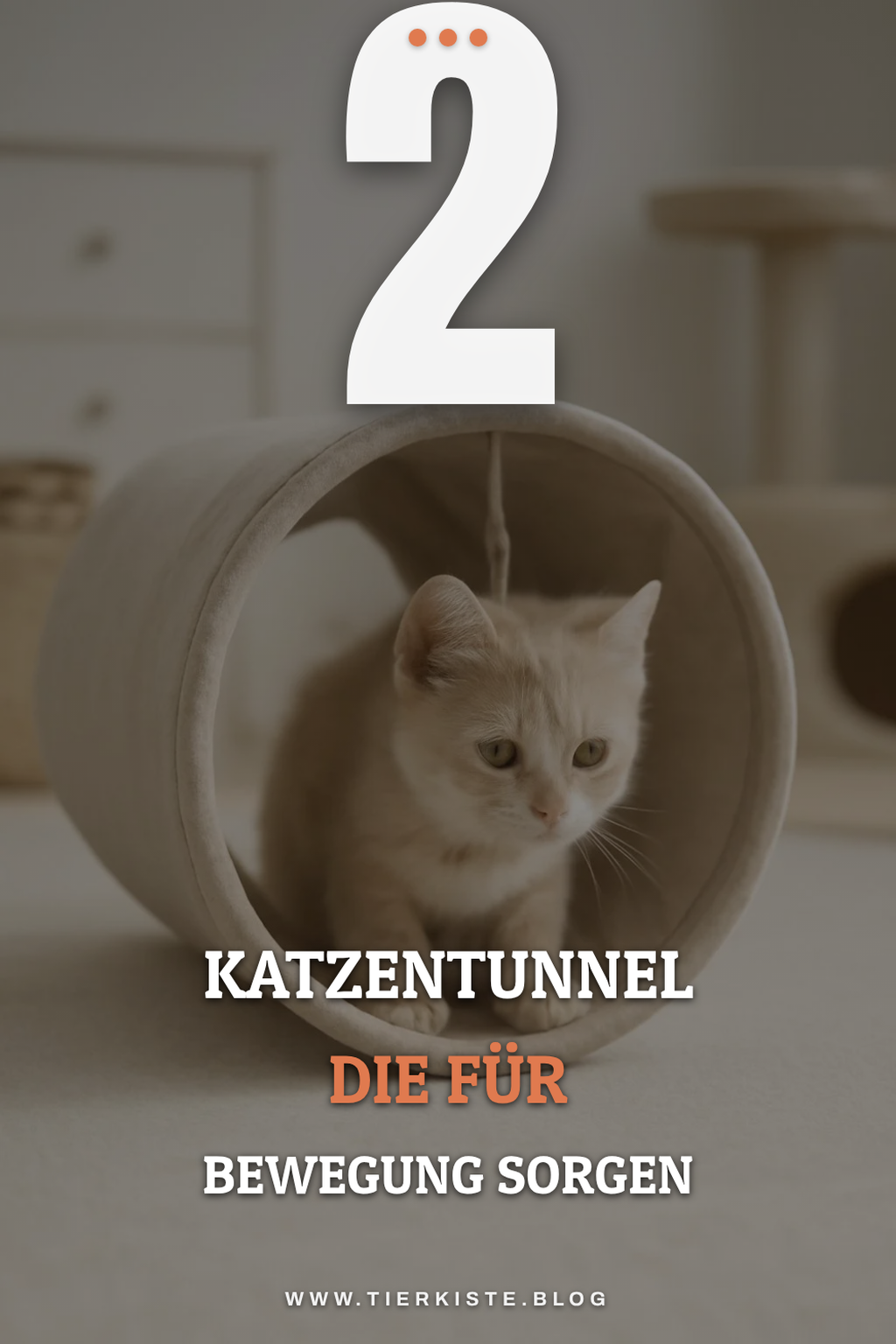 So sorgt ein Katzentunnel für Bewegung