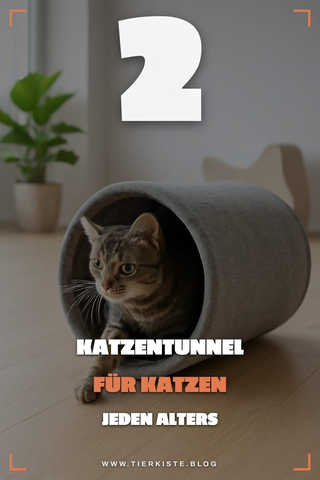 Katzentunnel für unterschiedliche Altersgruppen