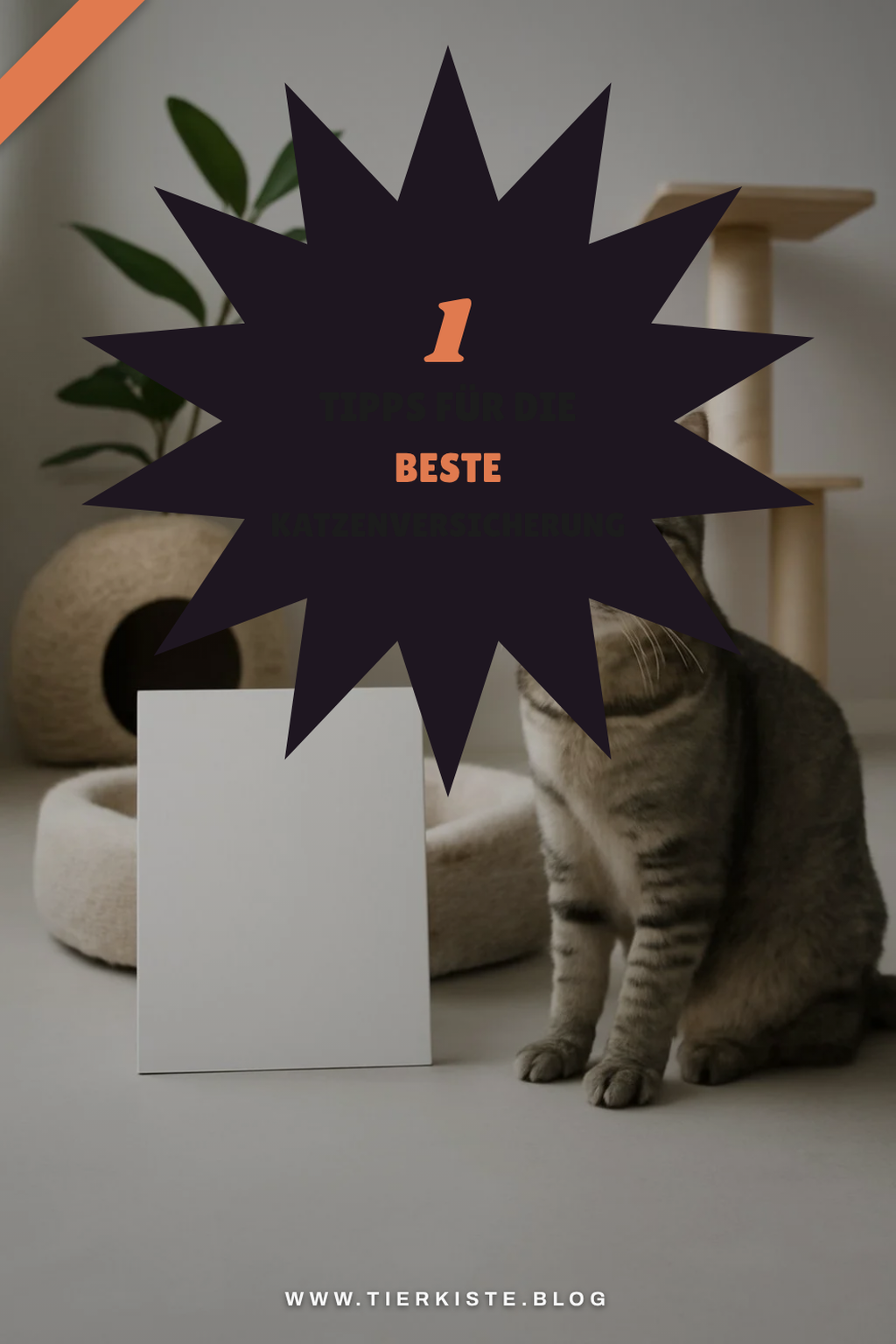 So findest du die beste Katzenversicherung für deinen Liebling
