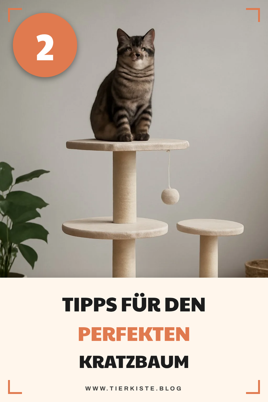 So wählst du den besten Kratzbaum für deine Katze