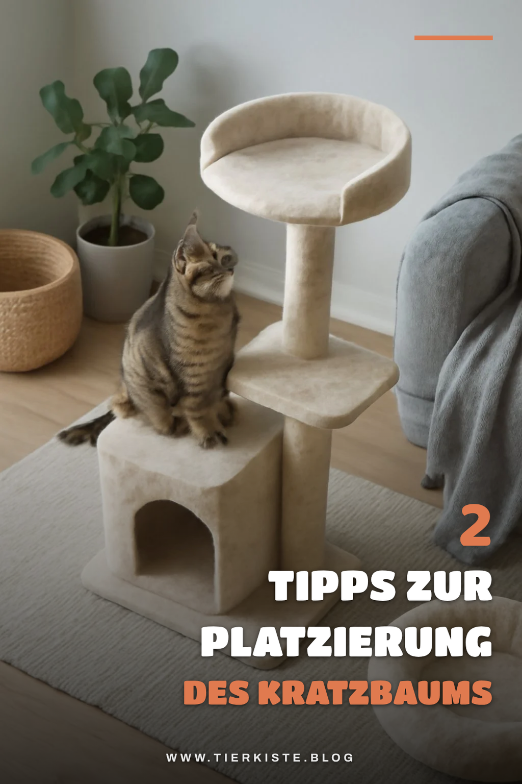 Größe und Platzierung des Kratzbaums