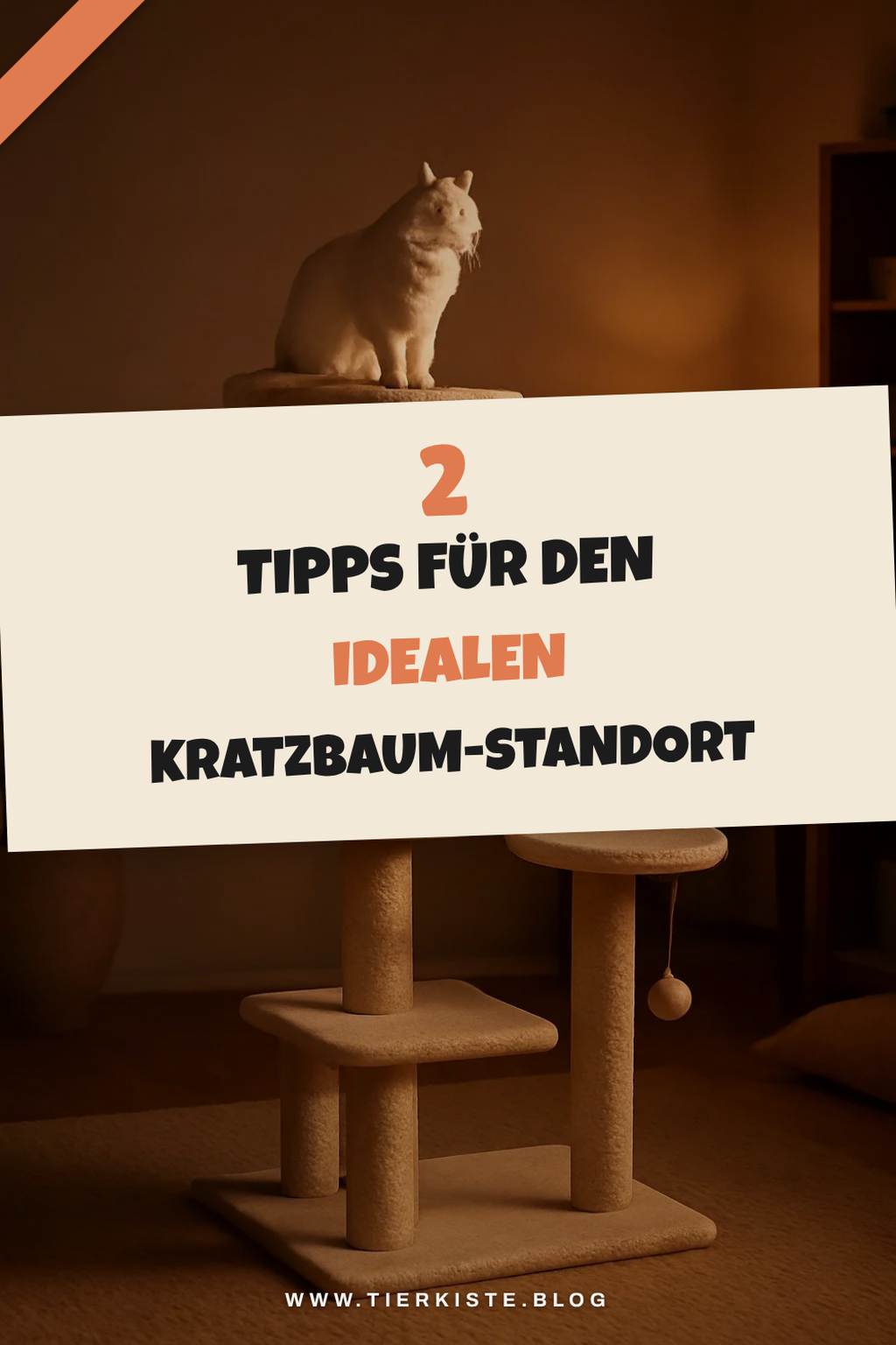 Wie du den besten Standort für den Kratzbaum findest