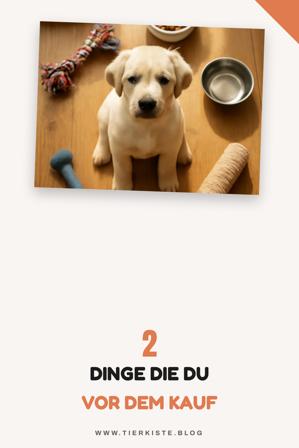 Diese 5 Punkte musst du vor dem Kauf eines Labrador Welpen wissen