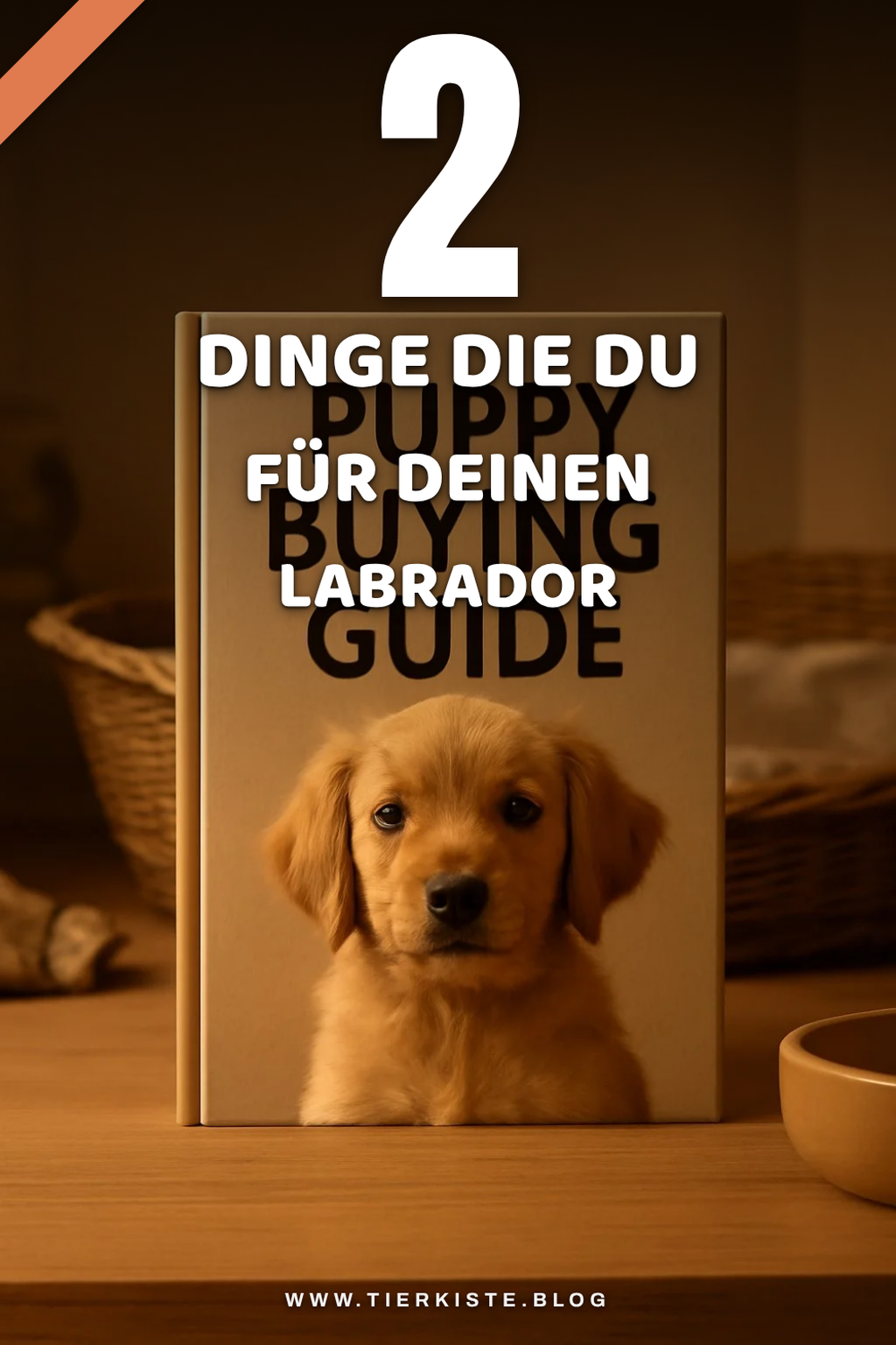 Diese 3 Ausstattungsgegenstände brauchst du für deinen Labrador Welpen