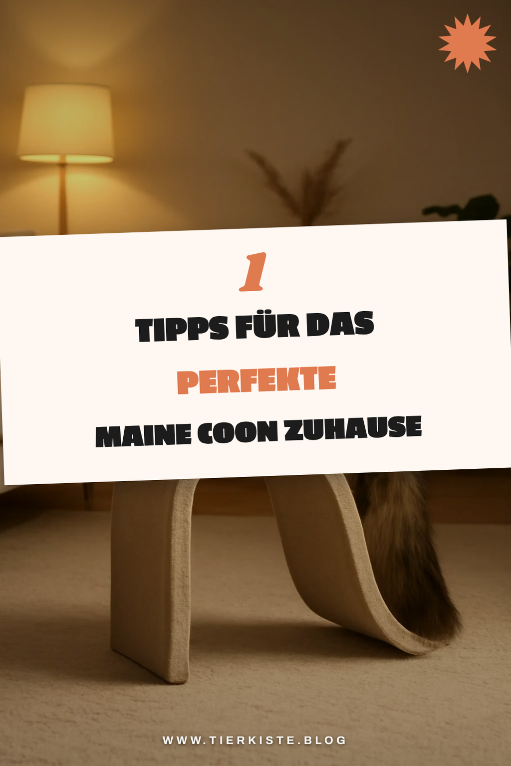 So sorgst du für das ideale Zuhause für deine Maine Coon