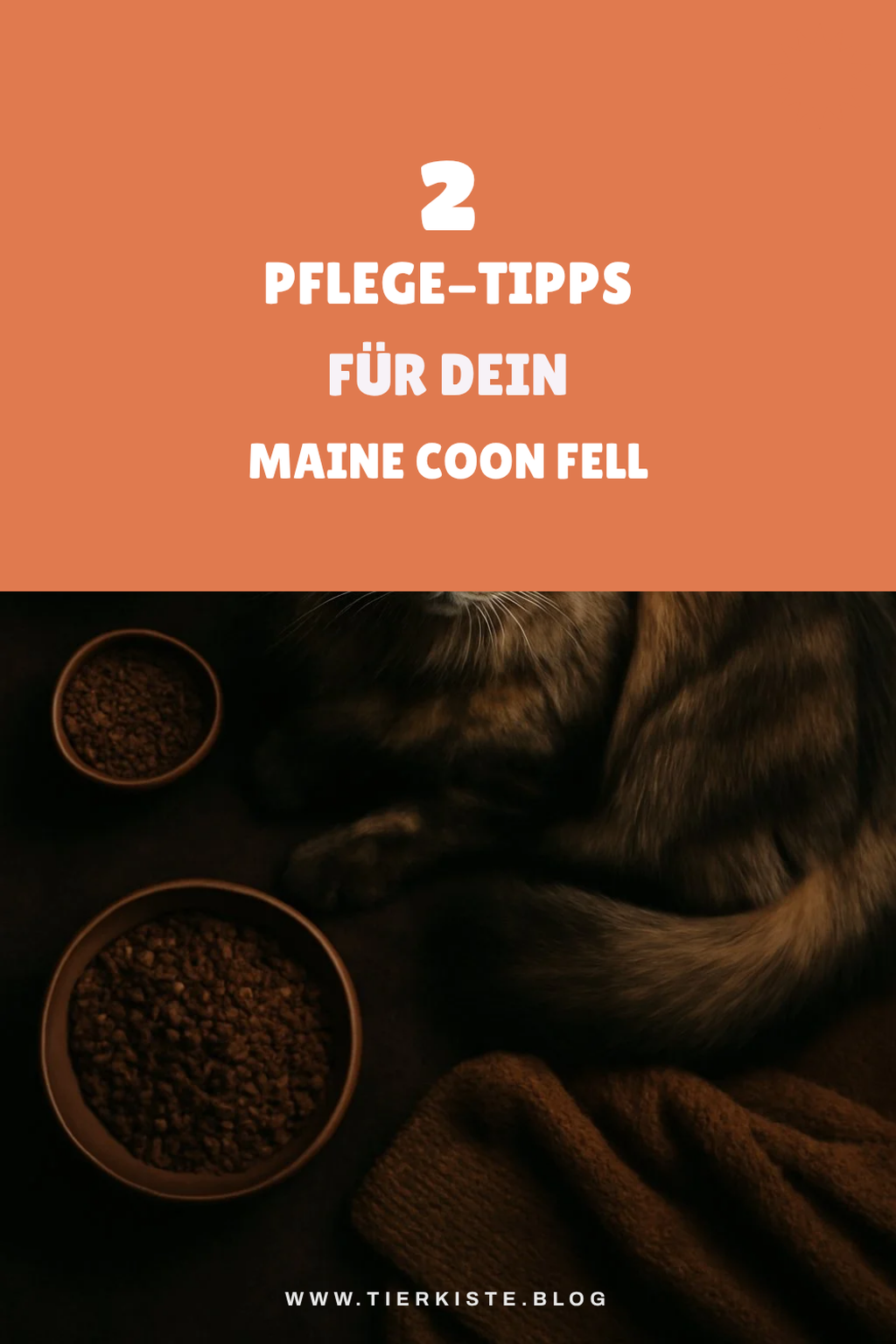 Pflege und Fellpflege für deine Maine Coon