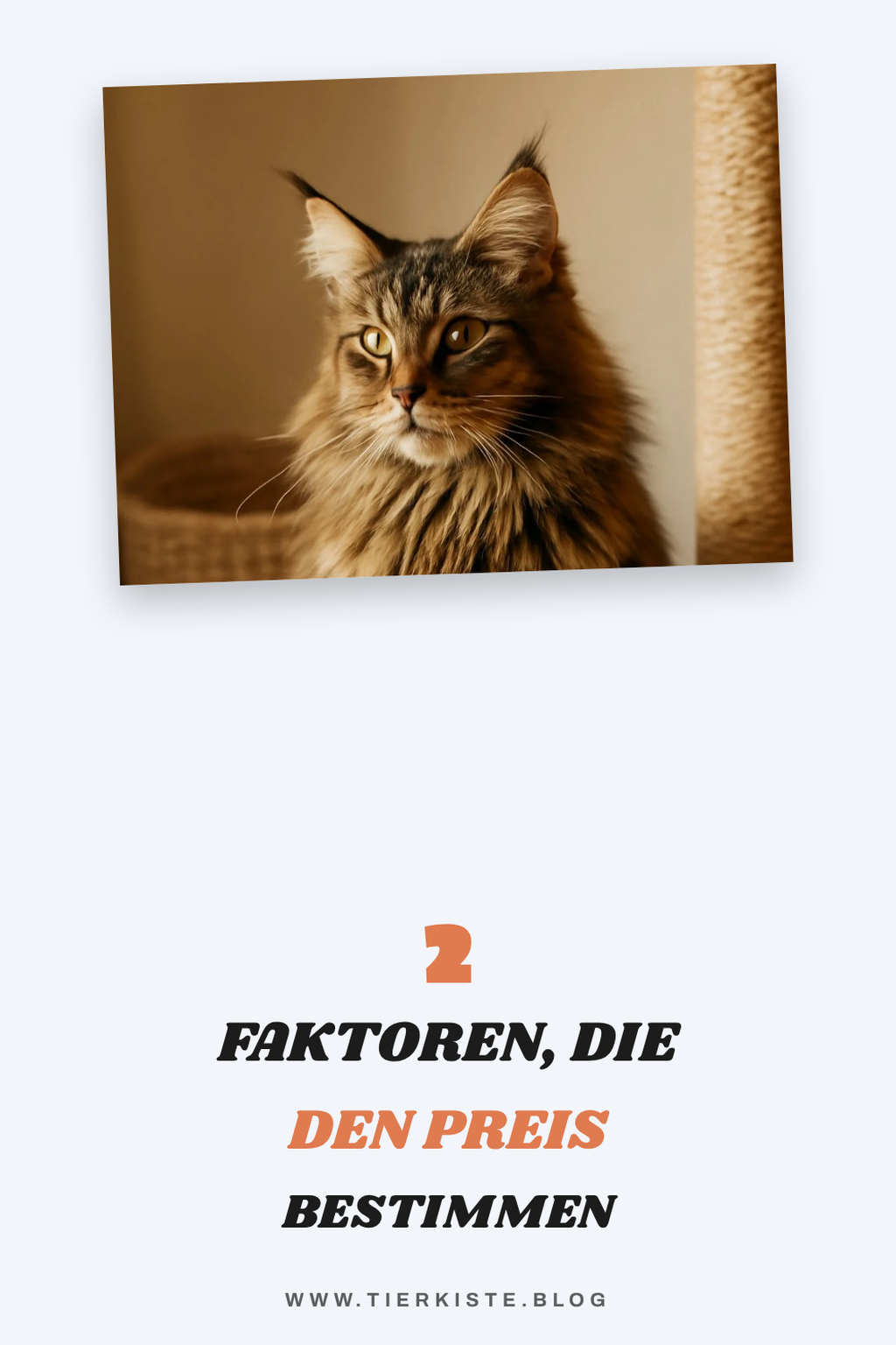 Die Kosten einer Maine Coon
