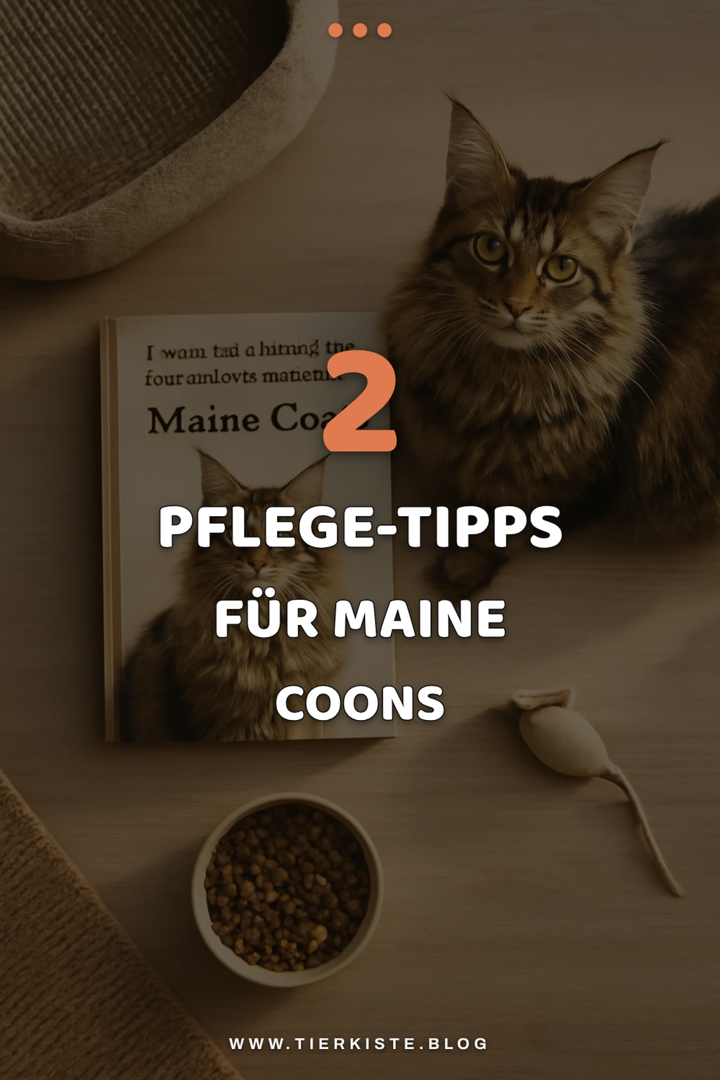Pflege- und Erziehungstipps für Maine Coons