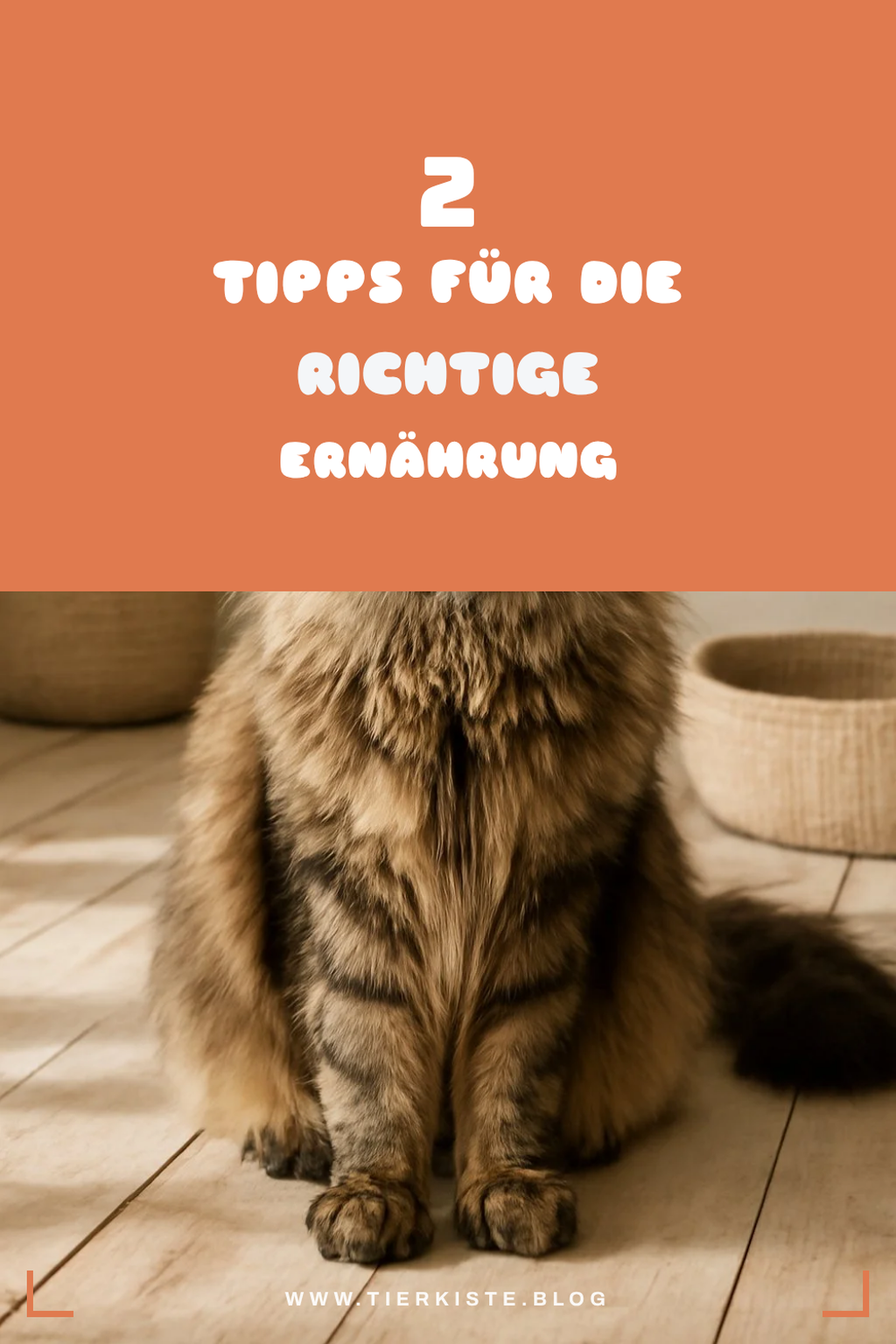 Die richtige Ernährung für Maine Coons