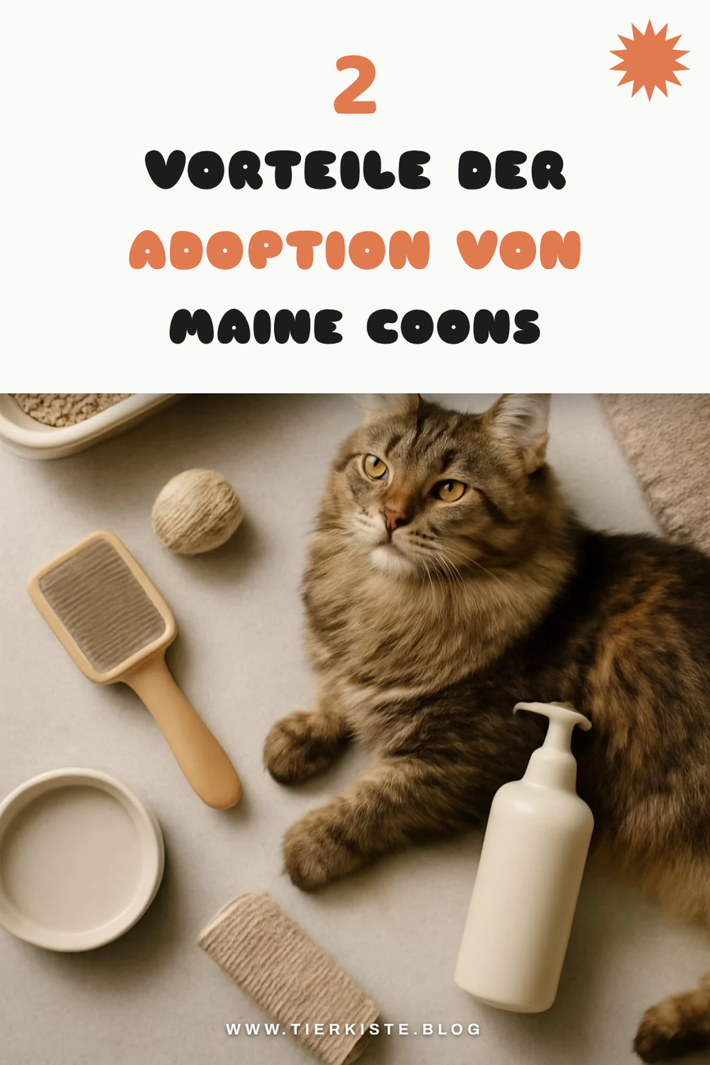 Maine Coon Adoption vs. Kauf