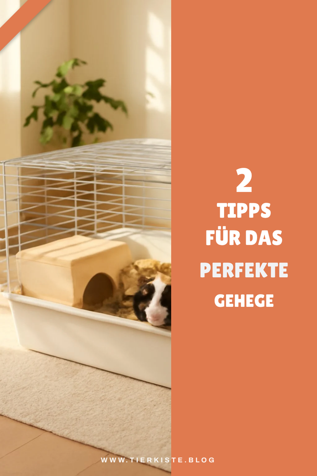 So findest du das perfekte Gehege für deine Meerschweinchen