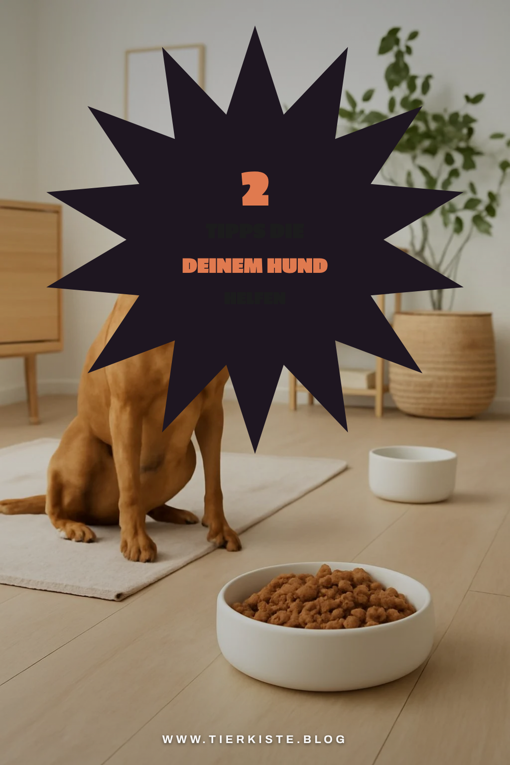 So findest du das beste Nassfutter für deinen Hund