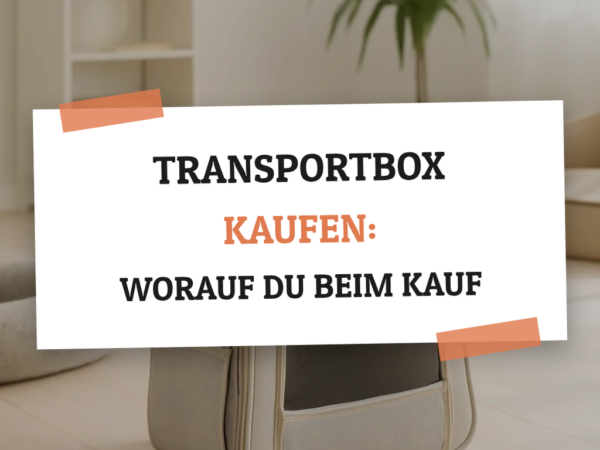 Transportbox kaufen: Worauf du beim Kauf achten musst