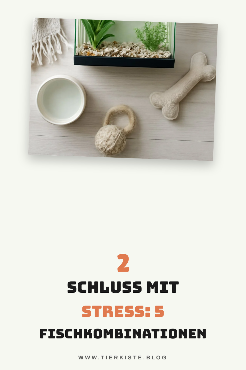 Die besten Kombinationen für dein Aquarium entdecken