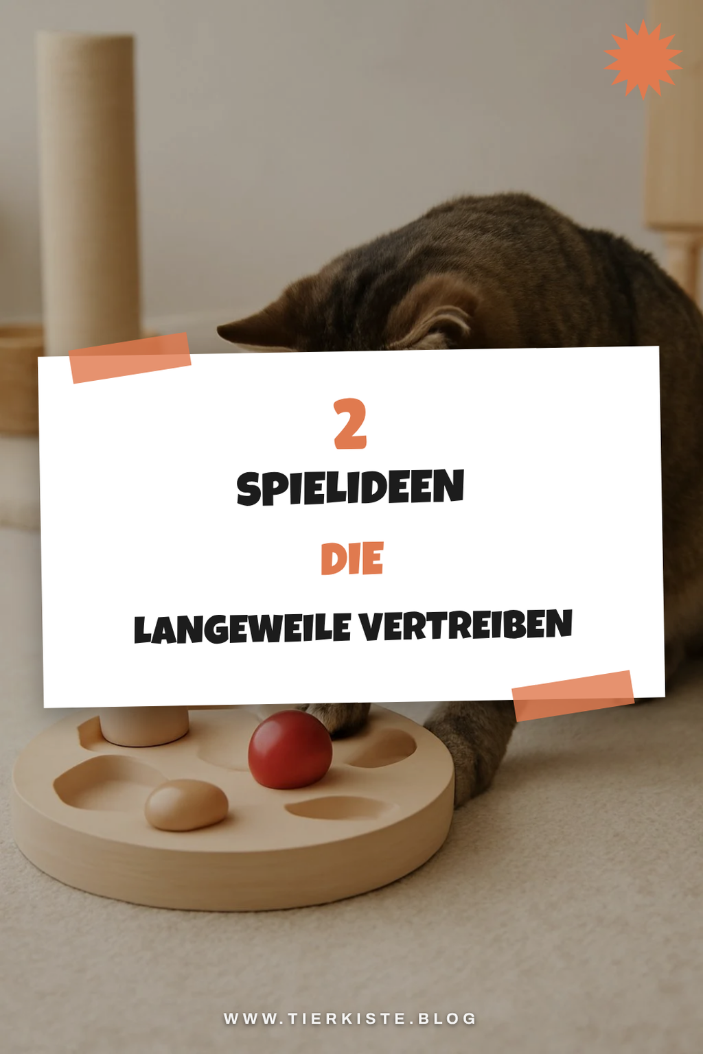 So beschäftigst du deine Wohnungskatze mit Spielen und Spielzeug