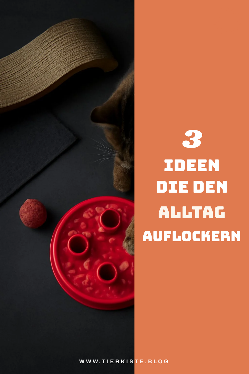 So bringst du Abwechslung in den Alltag deiner Katze