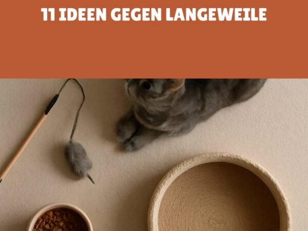 Wohnungskatze beschäftigen: 11 Ideen gegen Langeweile
