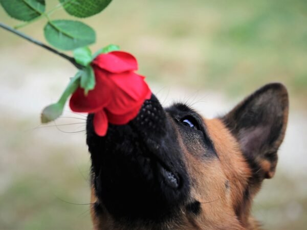 10 Schnüffelspiele für Hunde zum Nachmachen