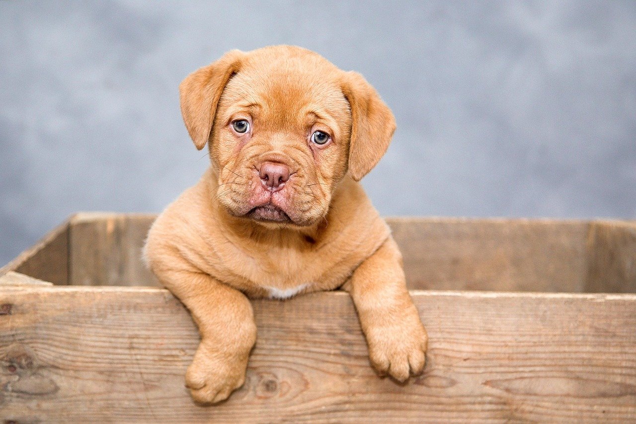 4 spannende Trainingsideen für deinen Hund
