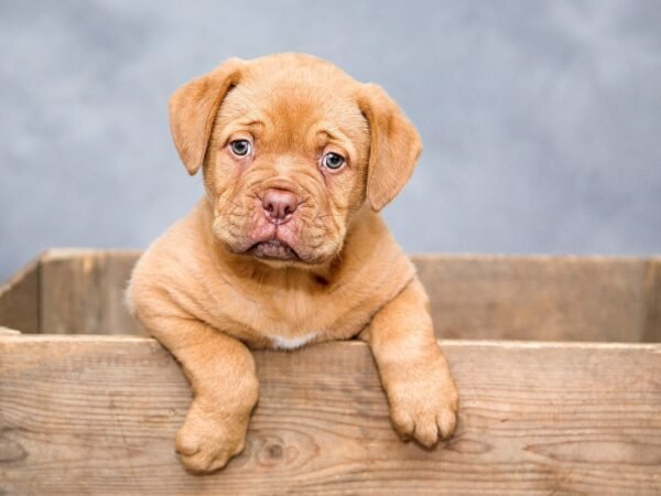 8 Ideen um deinen Hund geistig auszulasten