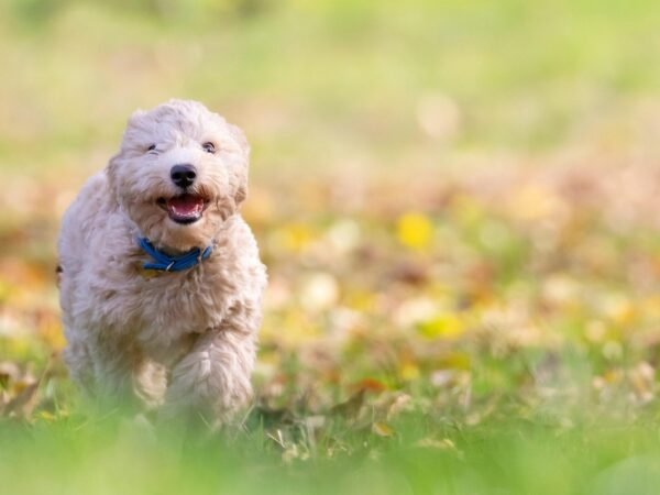 Bestes Spielzeug zum geistigen Auslasten für Hunde