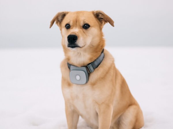 Hund Frisst Schnee Gefährlich — so geht es richtig