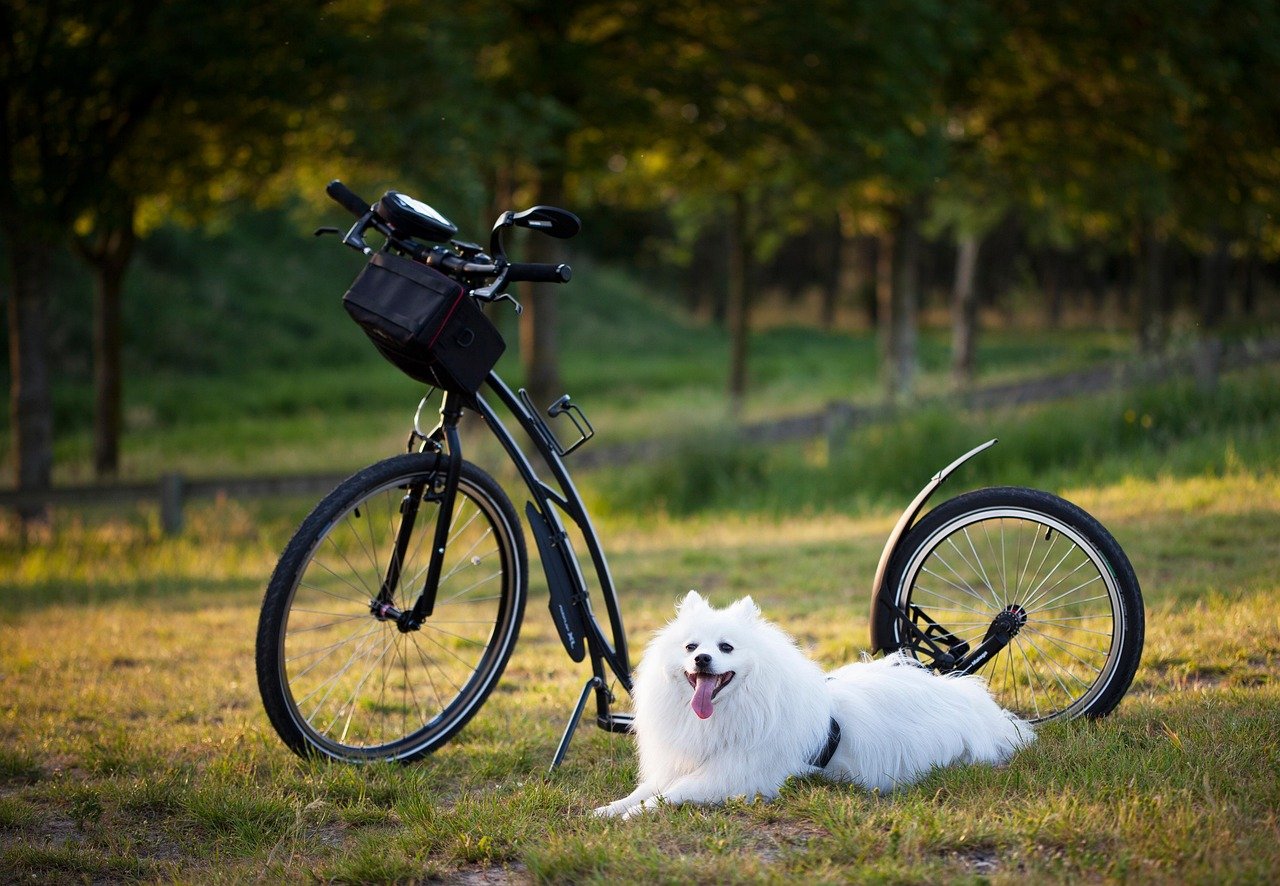 Wie du deinen Hund mit Ruheübungen entspannst