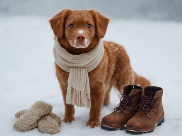 Hund Will bei Kälte nicht Raus: der ehrliche Vergleich