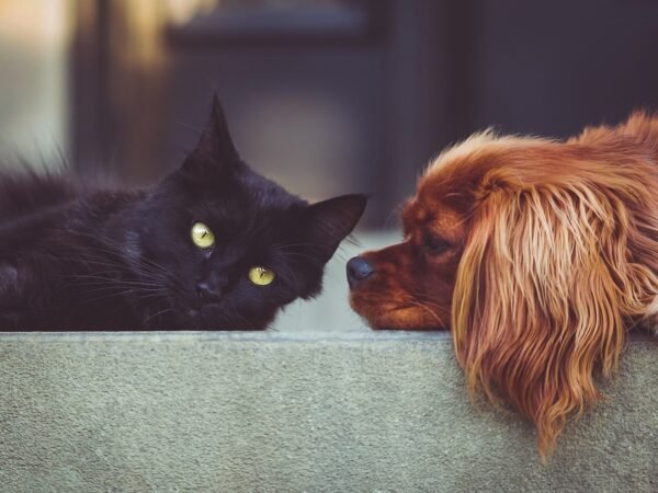 Hundespielzeug selber machen: 4 DIY-Ideen
