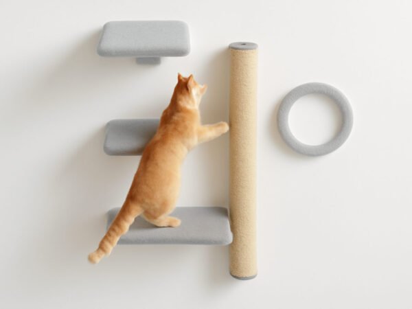 Katzenkletterwand selber bauen ohne Vorkenntnisse