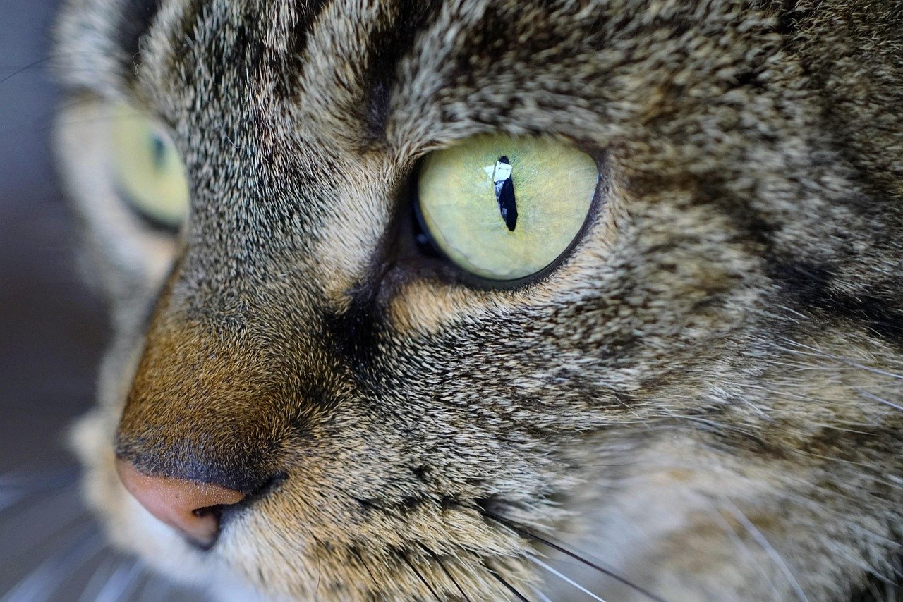 Interaktive Katzenspielzeuge selber machen
