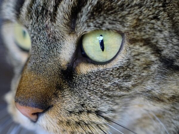 Katzenspielzeug basteln: 8 einfache Ideen