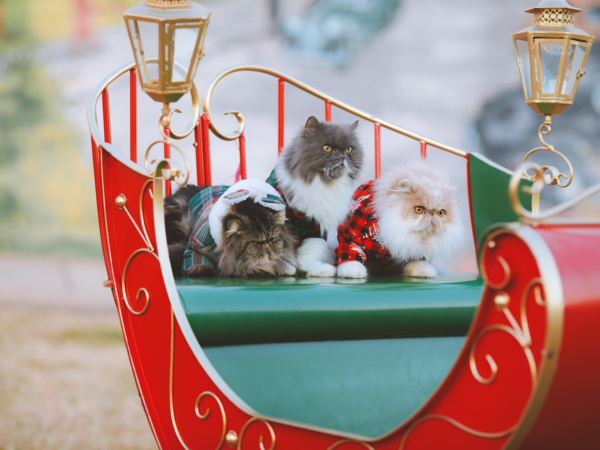 Weihnachtsdeko Beschäftigen – Die schönsten Ideen